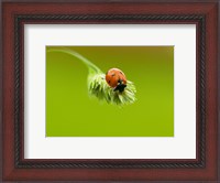 Framed Close-up of a ladybug on a flower