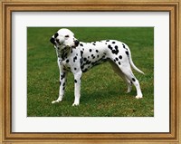 Framed Dalmatian In Field