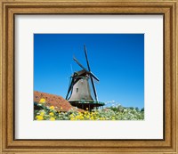 Framed Windmill, Zaanse Schans, Netherlands In Flowers