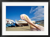 Framed Pelican and Fishing Boats on Beach, Mykonos, Cyclades Islands, Greece