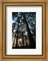 Framed Low angle view of trees in a forest at sunrise