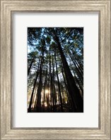 Framed Low angle view of trees in a forest at sunrise