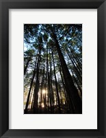 Framed Low angle view of trees in a forest at sunrise