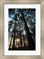 Framed Low angle view of trees in a forest at sunrise
