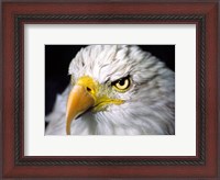 Framed Close-up of a Bald eagle (Haliaeetus leucocephalus)