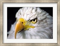 Framed Close-up of a Bald eagle (Haliaeetus leucocephalus)