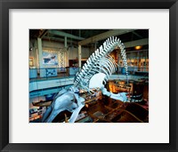 Framed Humpback whale skeleton hanging in a museum, Hawaii Maritime Center, Honolulu, Oahu, Hawaii, USA