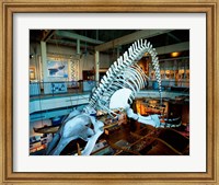 Framed Humpback whale skeleton hanging in a museum, Hawaii Maritime Center, Honolulu, Oahu, Hawaii, USA