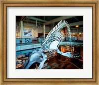 Framed Humpback whale skeleton hanging in a museum, Hawaii Maritime Center, Honolulu, Oahu, Hawaii, USA