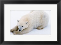 Framed Polar bear, Cape Churchill, Manitoba, Canada