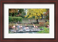 Framed Large group of flamingos wading in water