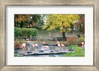 Framed Large group of flamingos wading in water