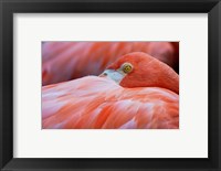 Framed Flamingo Hiding Face