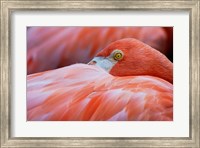 Framed Flamingo Hiding Face