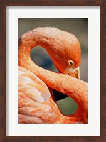 Framed Flamingo Neck
