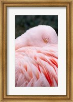 Framed Flamingo Light Pink