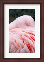 Framed Flamingo Light Pink