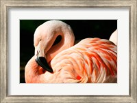 Framed Close-up of a Sleeping Flamingo