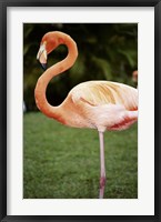 Framed American Flamingo