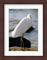 Framed Snowy Egret Standing on Rock by the Water