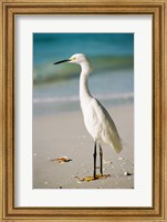 Framed Snowy Egret
