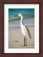 Framed Snowy Egret