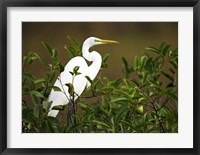 Framed Close-up of a Great Egret Perching on a Branch