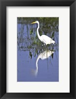 Framed Reflection of a Great Egret in Water