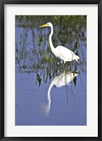 Framed Reflection of a Great Egret in Water