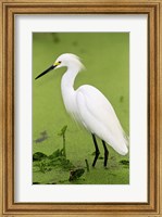 Framed Close-up of a Snowy Egret Wading in Water