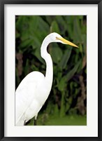 Framed Close-up of a Great Egret