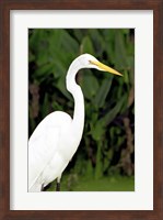 Framed Close-up of a Great Egret