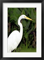 Framed Close-up of a Great Egret