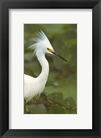 Framed Close-up of a Snowy Egret