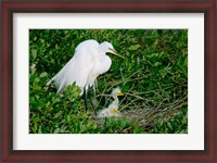 Framed Great Egrets