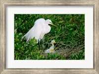 Framed Great Egrets