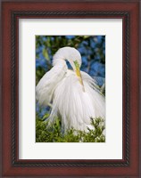 Framed Great Egret - photo