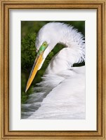 Framed Great Egret - up close