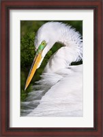 Framed Great Egret - up close
