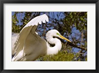 Framed Great Egret - open wings