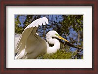 Framed Great Egret - open wings