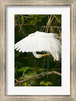 Framed Close-up of a Great White Egret