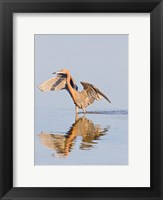 Framed Reflection of Reddish Egret in Water