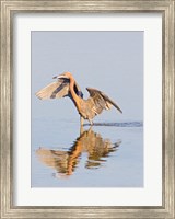 Framed Reflection of Reddish Egret in Water