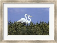 Framed Great Egret - two walking