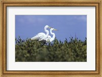 Framed Great Egret - two walking