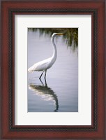 Framed Egret In River