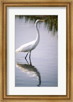 Framed Egret In River