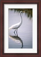 Framed Egret In River