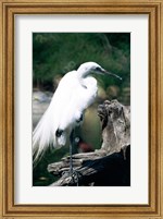 Framed Egret